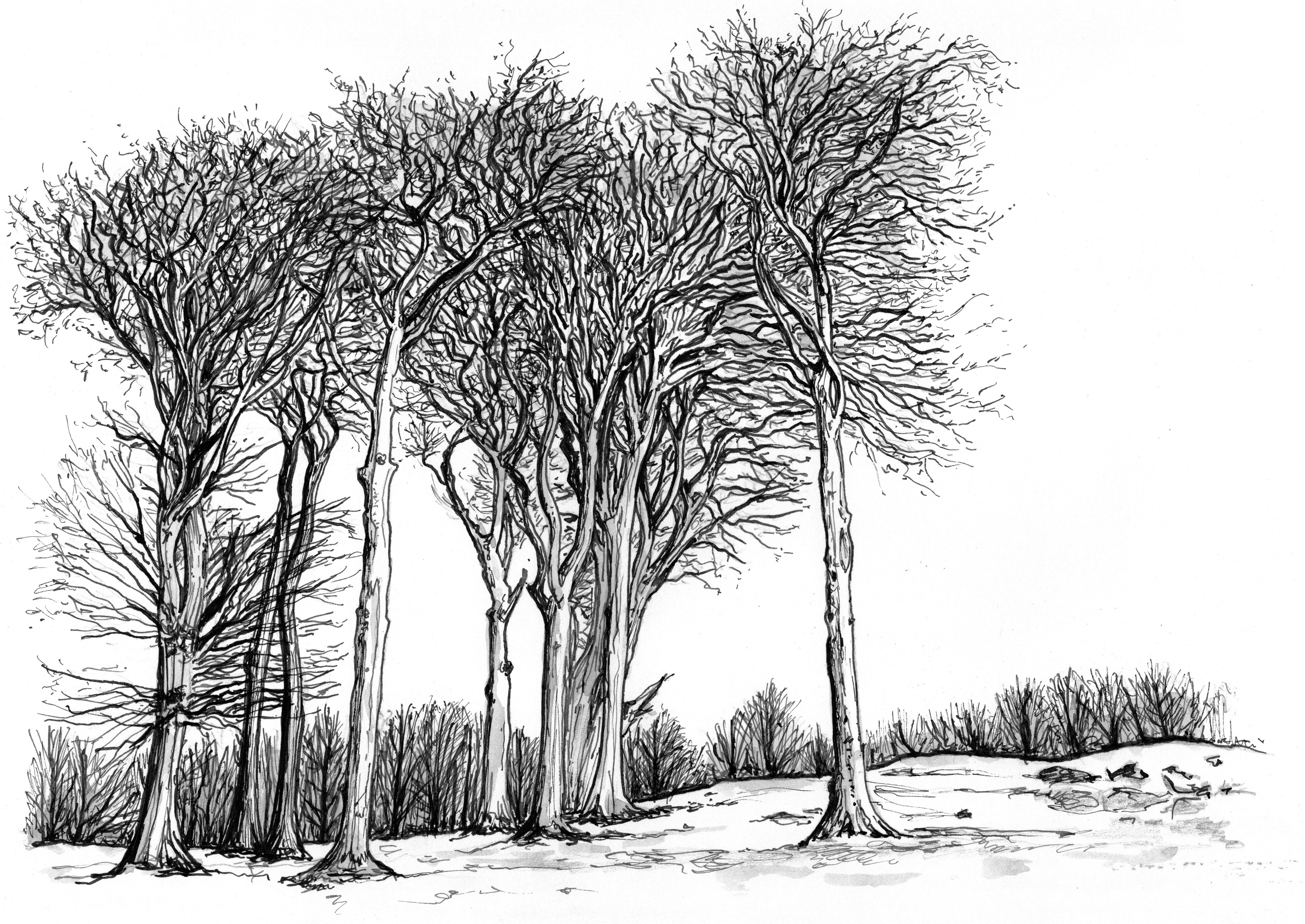 Sarah Parkin Trees Mininglow Beeches